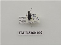 藏品(腹毛虎甲蟲)的圖片